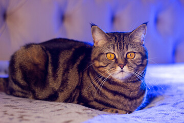 cat with bright yellow eyes portrait with blue backlight