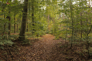 Hiking trail path fall forest with tall trees and fallen autumn leaves on the ground.	