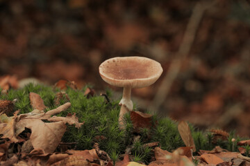 Mushroom in fallen leaves forest. Fall autumn photography in nature with selective focus.
