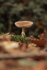 Mushroom in forest. Fall autumn photography in nature with selective focus, vertical portrait photo.