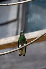 Beautiful green bright colorful hummingbird in rainforest in Colombia