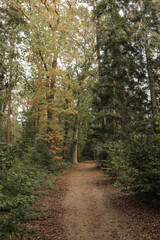 Naklejka premium Fall forest with tall trees and fallen autumn leaves on the ground and sun and shadow lines. 