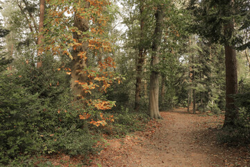 Fall forest with tall trees and fallen autumn leaves on the ground and sun and shadow lines.	