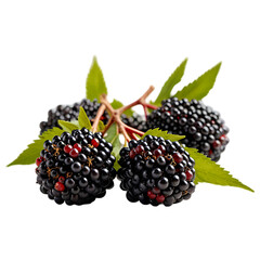Blackberries with leaf isolated transparent background.