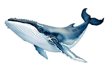 Blue Whale Illustration Watercolor png clipart transparent
