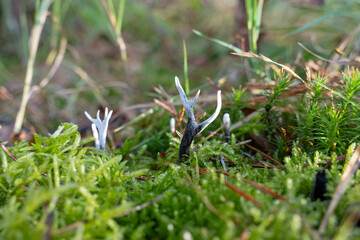 candlesnuff fungus (Xylaria hypoxylon) in a mossy environment 
