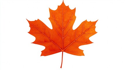 Fototapeta premium autumn leaf on white background