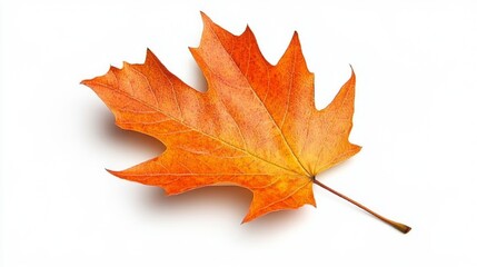 Fototapeta premium autumn leaf on white background