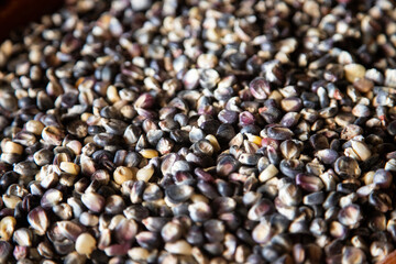 Variety of native corn races from the Oaxaca region in Mexico.