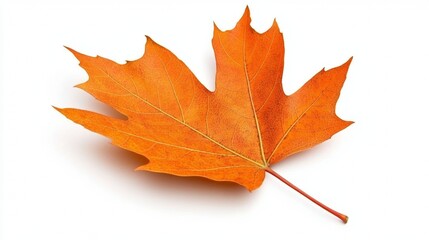 Obraz premium autumn leaf on white background