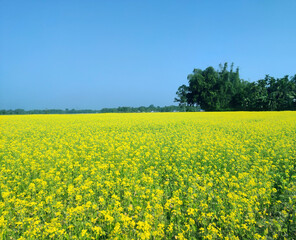 Fototapeta premium Mustard plants, from this seeds we will get mastered oil 