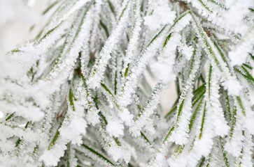 Close-up of a spruce branch covered with frost after an icy fog close-up