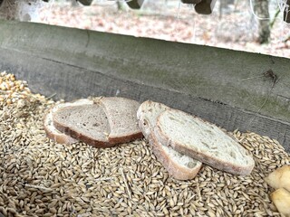 Fototapeta premium wooden feeder for wild animals deer in the winter forest Feeder for winter feeding of wild animals in the forest. Feeder for forest animals in winter.