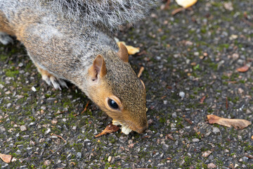 Close-up of a grey squirrel sniffing and eating food on a paved path surrounded by moss and fallen leaves in a park