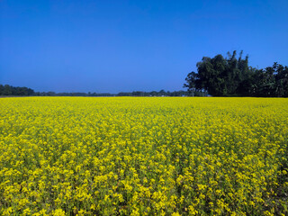 Mustard plants, from this seeds we will get mastered oil
