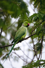 The rose-ringed parakeet perched on a branch