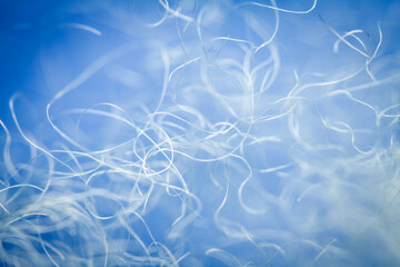 Extreme macro of polyester stable fiber on blue background. Selective focus, shallow depth of...