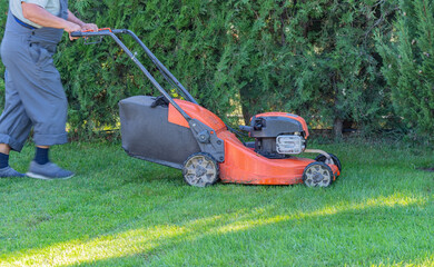 Fototapeta premium A man cuts the grass in the garden with a lawnmower