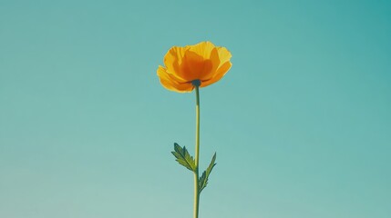 Obraz premium Yellow Flower with Green Stem Against a Clear Blue Sky Simple Minimalist Aesthetic