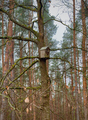 Fototapeta premium A serene forest scene with tall trees, including pine trees, and a birdhouse attached to one of the trunks. The image highlights the peaceful harmony of nature, with the birdhouse adding a touch of hu
