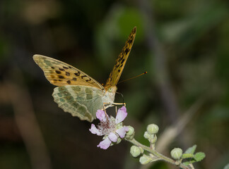 flowers and butterfly in natural life