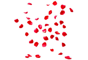 High-Resolution Visual of Falling Red Rose Petals on a Clear Transparent Background for Love-Themed Projects.