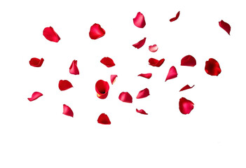 High-Resolution Visual of Falling Red Rose Petals on a Clear Transparent Background for Love-Themed Projects.