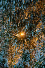 texture, abstract, nature, tree, spruce, fir, fir branch, sunset, sun, golden, sun through tree, orange, light, sunbeams, pattern, background, wallpaper, pine needles, conifer, winter, snow, frost