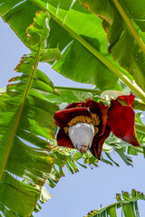 Close-up view of banana blossom flower head on banana tree