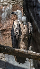 Eurasian griffon on the pillar. Latin name - Gyps fulvus	
