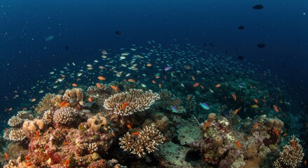 Obraz premium Vibrant Coral Reef Ecosystem: A breathtaking underwater scene showcasing a thriving coral reef teeming with diverse fish species.