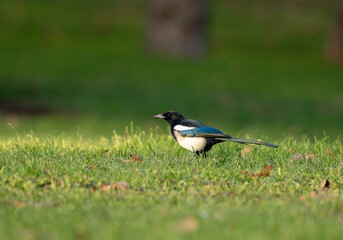 portrait d'une pie bavarde dans un parc verdoyant, en hiver