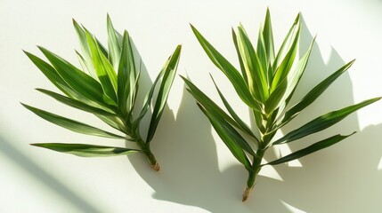 Fototapeta premium Soft green yucca plants casting shadows on a light background showcasing a minimalist fresh aesthetic in a top view composition
