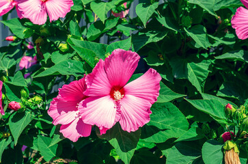 Pink flowers of hibiscus moscheutos on bush, bright sunny day. Blooming hibiscus flowers background.