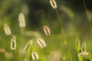 spighe di cereale al tramonto