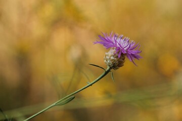 fiore di cardo in estate