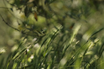 spighe di cereale al tramonto