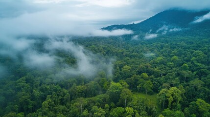 Aerial View of Lush Rainforest with Misty Landscape and Impact of Deforestation in Natural Habitat
