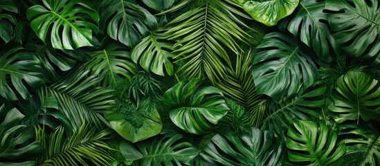 Modern tropical palm leaves frame for minimalist backgrounds mockup template featuring green foliage and empty space for text or awards.