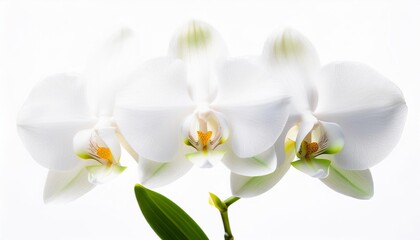 Orchid white on white background isolated. Beautiful flower.