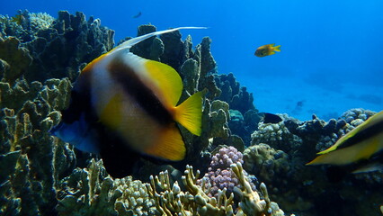 Red Sea bannerfish (Heniochus intermedius) undersea, Red Sea, Egypt, Sharm El Sheikh, Montazah Bay