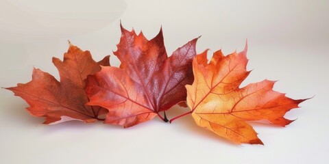 Fototapeta premium Beautiful autumn leaves in a collection, available for seasonal decoration or photography.