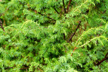Detailed view of juniper branches with vibrant green fine needles, showcasing the natural texture of the plant