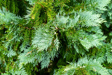 Lush green cedar tree branches with dense foliage, showcasing natural textures and vibrant greener
