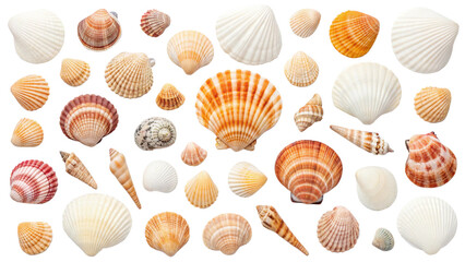 Seashells Collection Diverse Ocean Shells, Beach Finds, Marine Life