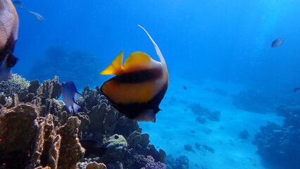 Red Sea bannerfish (Heniochus intermedius) undersea, Red Sea, Egypt, Sharm El Sheikh, Montazah Bay