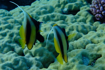 Red Sea bannerfish (Heniochus intermedius) undersea, Red Sea, Egypt, Sharm El Sheikh, Montazah Bay