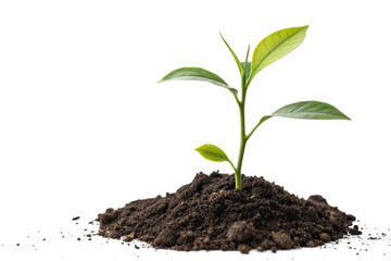 Young Sprout Growing in Rich Soil, Natures Renewal, Plant Life