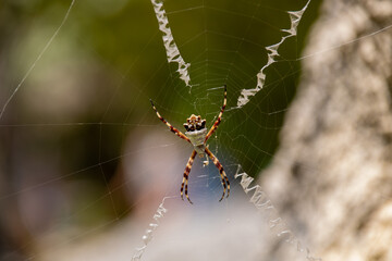 An Argiope spider hanging in its wheel-shaped web