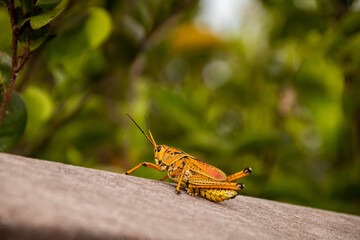 A lubber grasshopper as a perfect photo model